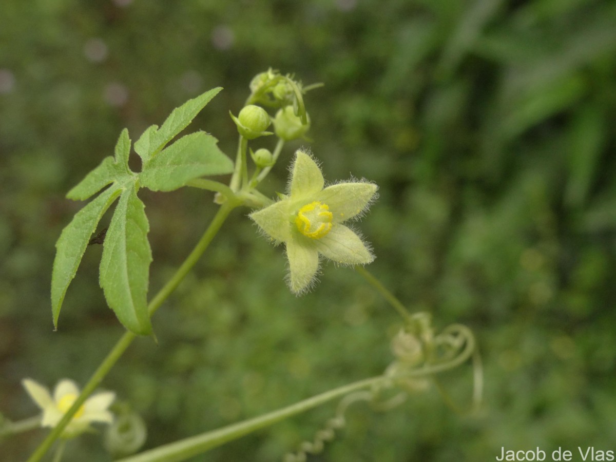 Diplocyclos palmatus (L.) C.Jeffrey